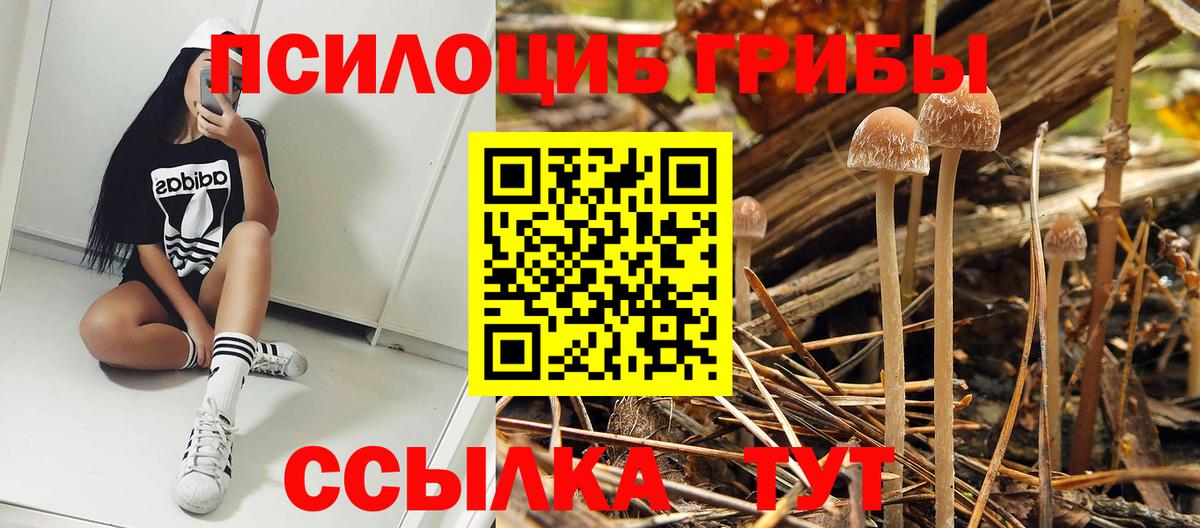 Псилоцибиновые грибы мицелий Острогожск